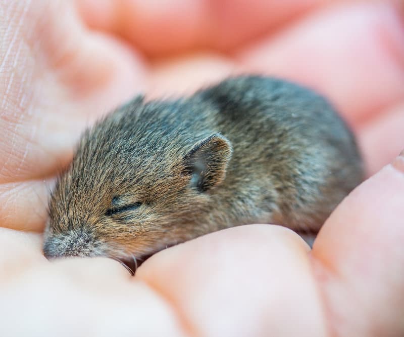 Baby mouse asleep in someone's hand